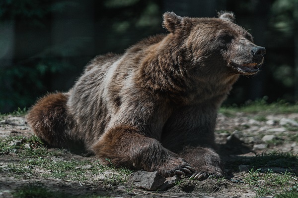 Αρκούδα ξέθαψε νεκρό στην Ασπροκκλησιά