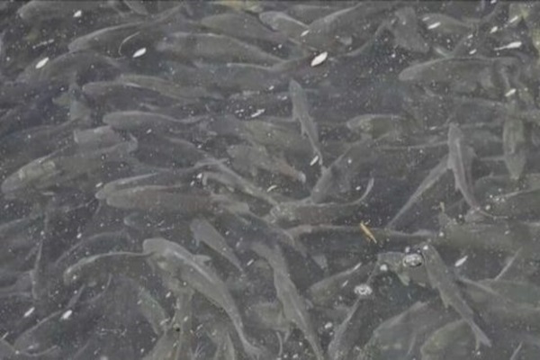 Χαμός από ψάρια στη νότια παραλία - ΦΩΤΟ
